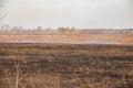 Emergency in a field, fire burns dry grass with animals Royalty Free Stock Photo