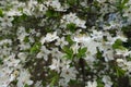 Emergent green leaves and white flowers of plum in April