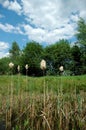 Emergent plants Royalty Free Stock Photo