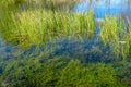 Emergent Plants in wetland Royalty Free Stock Photo