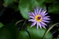 emergent vegetation is pale purple, the center is yellow and fresh purple