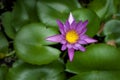 The emergent vegetation is purple and the center is yellow