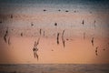 Emergent vegetation at sunrise