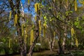 Emerging bright yellow catkins on a river birch tree