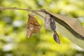 Emerging of common duffer butterfly Discophota sondaica Boisdu