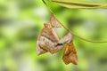 Emerging of common duffer butterfly Discophota sondaica Boisdu