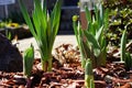 Emerging daffodils and tulips in early spring Royalty Free Stock Photo