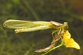 Emerging Damsel fly Royalty Free Stock Photo