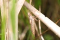 Emerging dragonfly lavae Royalty Free Stock Photo