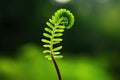 Emerging Fern Fronds on nature background.