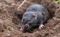 Emerging from its earthy burrow, this inquisitive rat examines its surroundings with keen eyes, whiskers twitching with