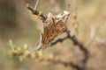 Emerging larvae of the brown-tail moth on a twig in the dunes of Kijkdijn The Netherlands