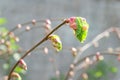 The emerging leaf. Close-up of a blossoming young green leaf of a linden tree against the background of branches in spring, Royalty Free Stock Photo