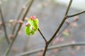 The emerging leaf. Close-up of a young green leaf of a linden tree in spring, selective soft focus with bokeh elements Royalty Free Stock Photo