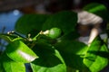 Emerging lemon on a Meyer lemon tree