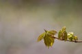 Emerging maple leaves