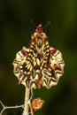 Emerging and metamorphosis of Southern festoon, Zerynthia polyx