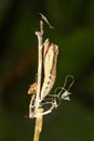 Emerging and metamorphosis of Southern festoon Zerynthia polyxena butterfly