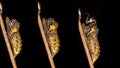 Emerging and metamorphosis of Swallowtail Papilio machaon butter