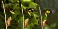 Emerging and metamorphosis of tropical Golden birdwing butterf