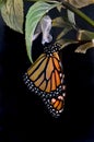 Emerging Monarch