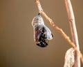 Emerging Monarch butterfly Royalty Free Stock Photo