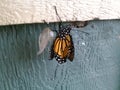 Emerging Monarch Butterfly Royalty Free Stock Photo