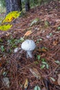 Emerging mushrooms in the forest Royalty Free Stock Photo