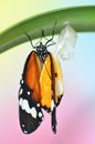 Emerging Plain Tiger Butterfly