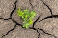Emerging plant in the drought cracked soil background Royalty Free Stock Photo