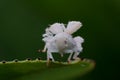 Emerging Planthopper Insect Royalty Free Stock Photo