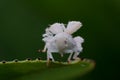 Emerging Planthopper Insect