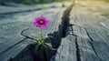 Emerging Purple Flower in Crack of Wooden Plank