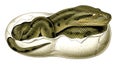 Emerging Python: A Detailed Illustration of a Snake Hatching from its Egg Royalty Free Stock Photo
