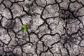 Emerging seedlings in the dry cracked earth the nature of combat changes Royalty Free Stock Photo