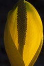 Emerging Skunk Cabbage Is a Sure Sign of Spring. Royalty Free Stock Photo