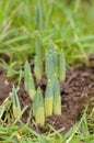 Emerging spring bulb