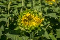 Sunflower beginning to open Royalty Free Stock Photo