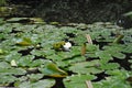 Emerging water lilies Royalty Free Stock Photo