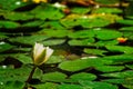 Emerging Water Lilly in Pond Royalty Free Stock Photo