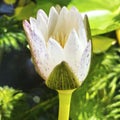 Emerging White Water Lily Bud with Speckled Petals in Sunlit Pond Royalty Free Stock Photo