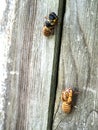 Emerging 17 year periodical Cicada  and a discarded pupa Royalty Free Stock Photo
