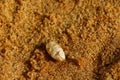 Emerita crab. Orange sand