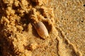 Emerita crab. Orange sand