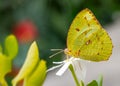 An Emigrant Butterfly sitting on a flower Royalty Free Stock Photo