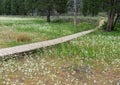 The Emigrant Trail in northern California