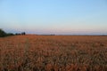 Emilia Romagna countryside after sunset Royalty Free Stock Photo