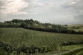 Emilia Romagna vines hills Royalty Free Stock Photo