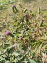 Emilia sonchifolia flowers