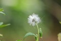 emilia sonchifolia flowers, white wildflowers that are easy to find in the forests